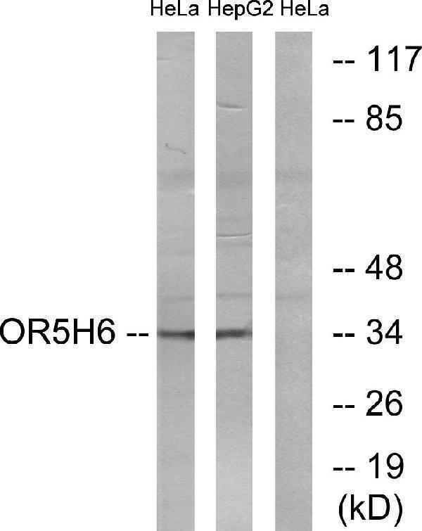 a16532 or5h6 primary antibodies wb testing 2
