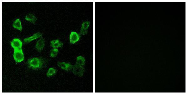 a16533 or5p2 primary antibodies if testing 1
