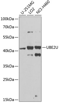 Western blot analysis of extracts of various cell lines, using UBE2U antibody  at 1:1000 dilution