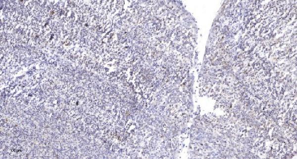 Immunohistochemical analysis of paraffin-embedded human tonsil