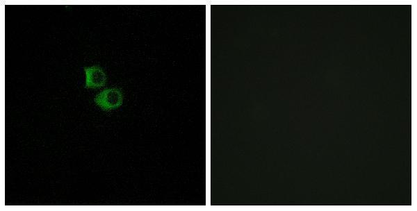 a16555 or51b6 primary antibodies if testing 1