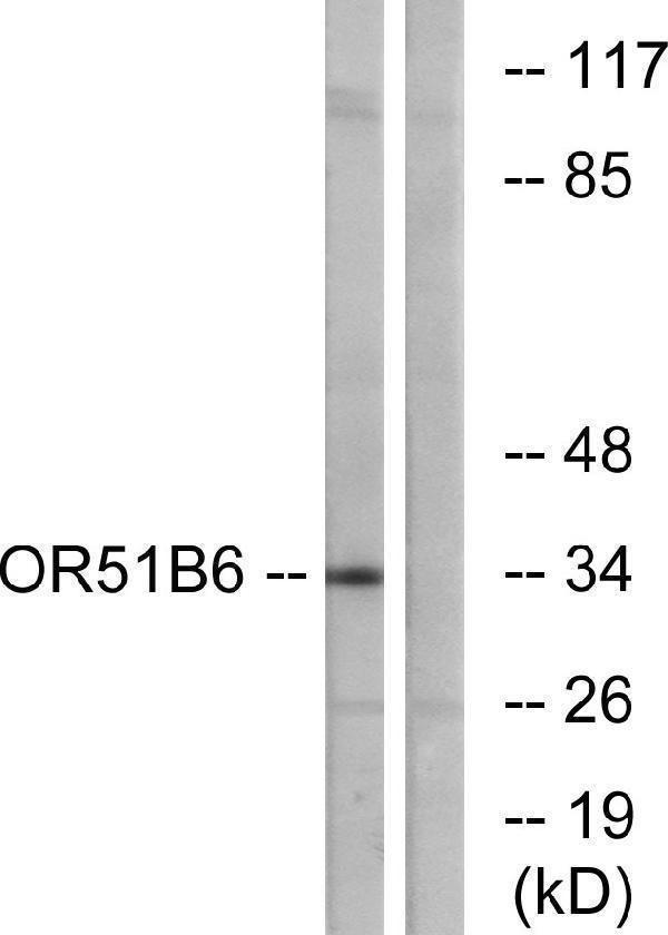 a16555 or51b6 primary antibodies wb testing 2