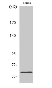 Western Blot analysis of A549 cells using CSRNP2 Polyclonal Antibody cells nucleus extracted by Minute TM Cytoplasmic and Nuclear Fractionation kit 