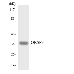 Western blot analysis of the lysates from HeLa cells using OR5P3 antibody