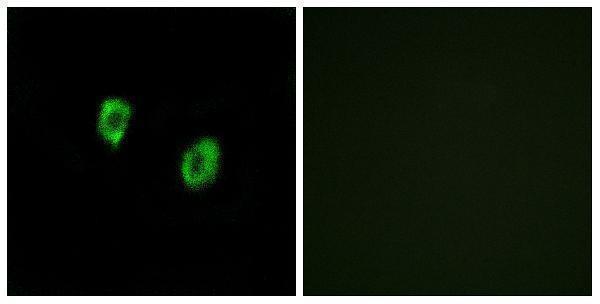 a16574 or51f1 primary antibodies if testing 1