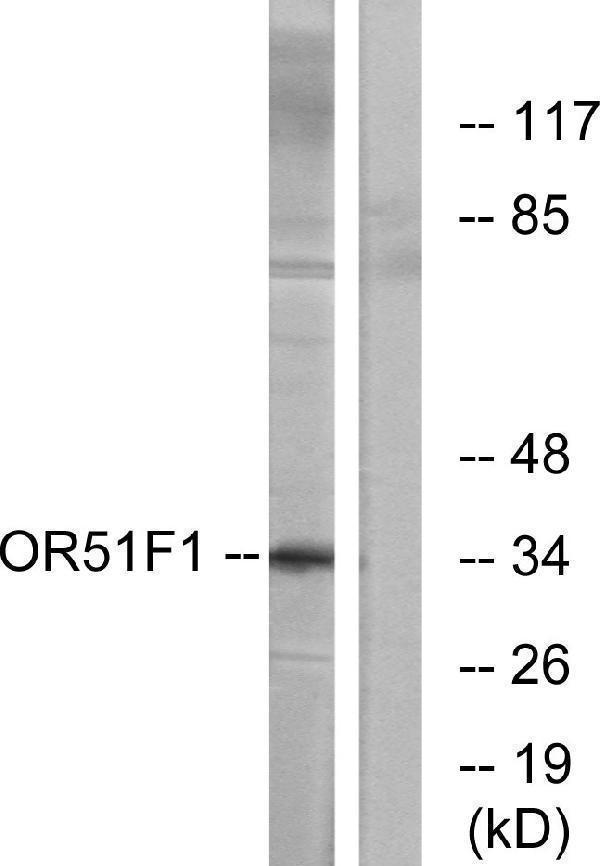 a16574 or51f1 primary antibodies wb testing 2