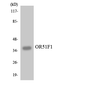 a16574 or51f1 primary antibodies wb testing 3
