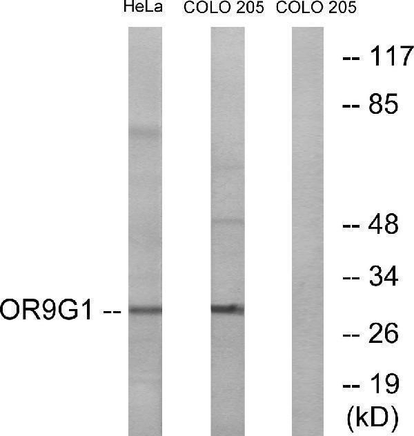 a16586 or9g1 primary antibodies wb testing 1