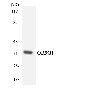 a16586 or9g1 primary antibodies wb testing 2
