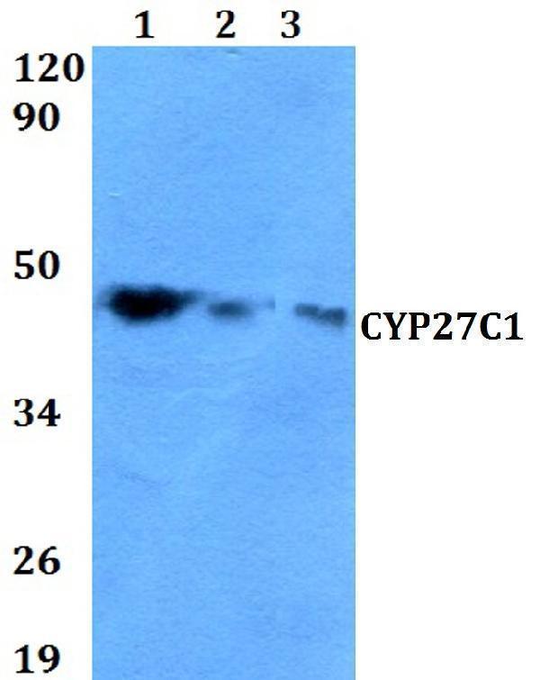 Western blot (WB) analysis of CYP27C1 polyclonal antibody at 1:500 dilution
Lane1:HEK293T whole cell lysate
Lane2:NIH-3T3 whole cell lysate 
Lane3:PC12 whole cell lysate 