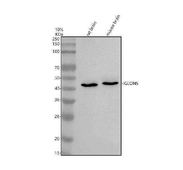 a16589 1 iglon5 primary antibodies wb testing 1