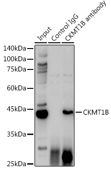 a16590 1 ckmt1a primary antiboties ip testing 4