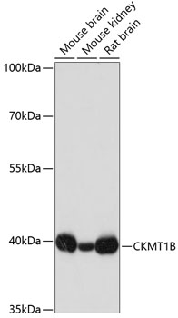 a16590 1 ckmt1a primary antiboties wb testing 1