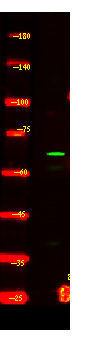 Western Blot analysis of HEK293 lysis, using primary antibody at 1:1000 dilution