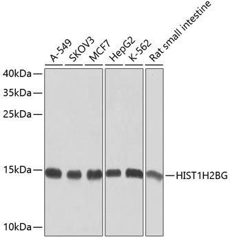 a16595 1 hist1h2bc primary antiboties wb testing 1