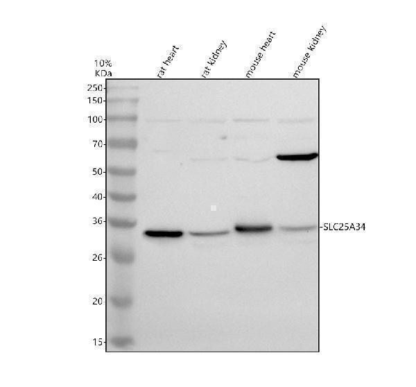 a16597 1 slc25a34 primary antibodies wb testing 1