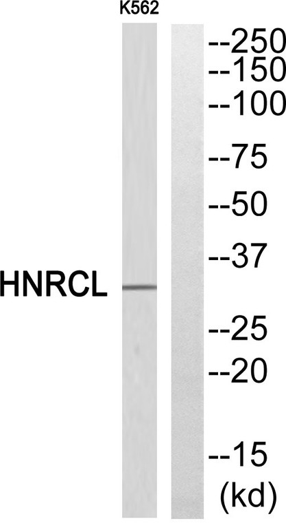 Western blot analysis of HNRCL Antibody