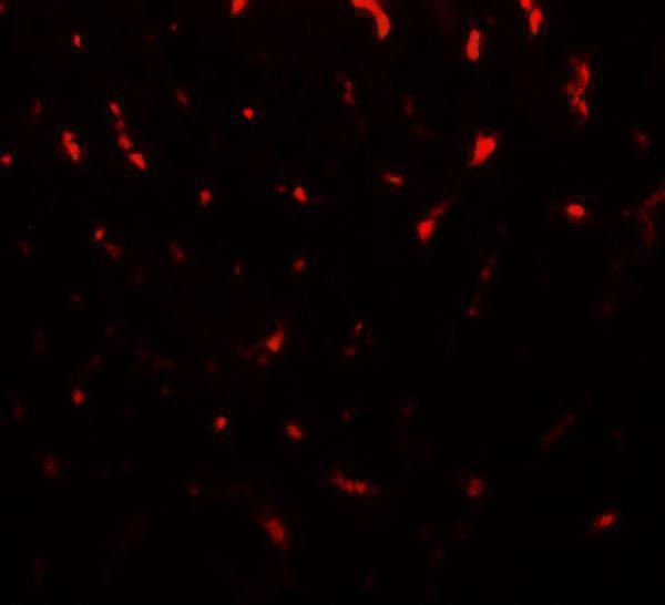a16616 tmigd1 primary antibodies if testing 3