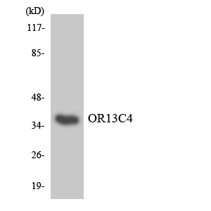 a16636 or13c4 primary antibodies wb testing 4