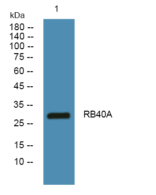 a16646 rab40a primary antibodies wb testing 1