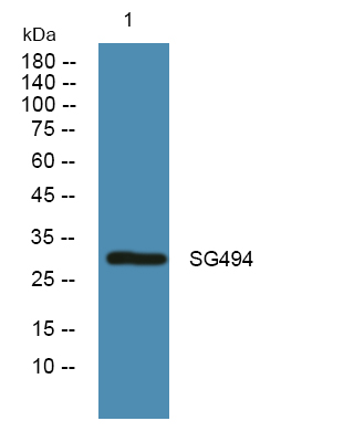 a16654 sgk494 primary antibodies wb testing 1