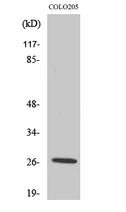 a16656 1 prss33 primary antibodyes wb testing 1