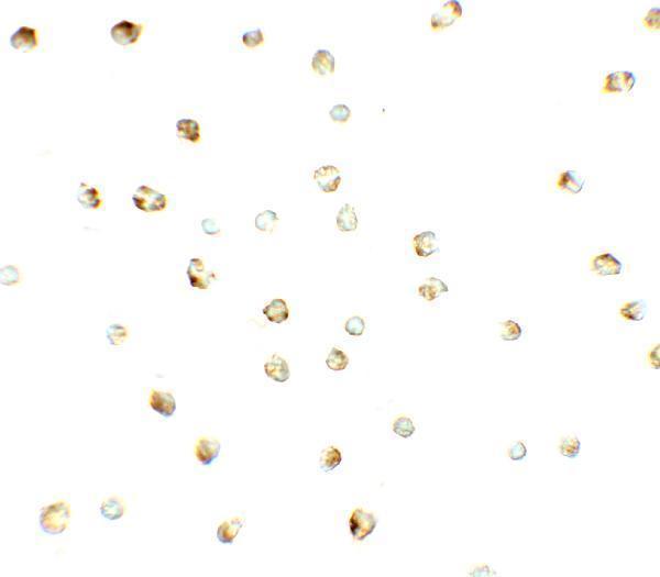 a16662 znf821 primary antibodies icc testing 2