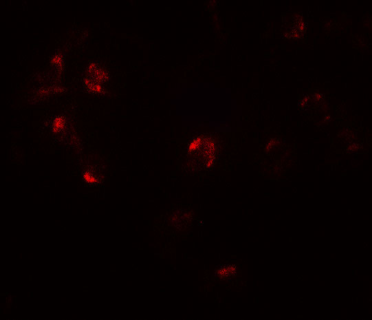 a16662 znf821 primary antibodies if testing 3