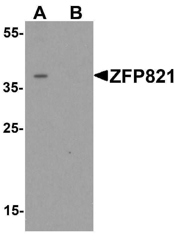 a16662 znf821 primary antibodies wb testing 1