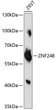 a16664 znf248 primary antiboties wb testing 1
