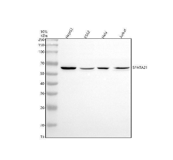 a16667 spata21 primary antibodies wb testing 1