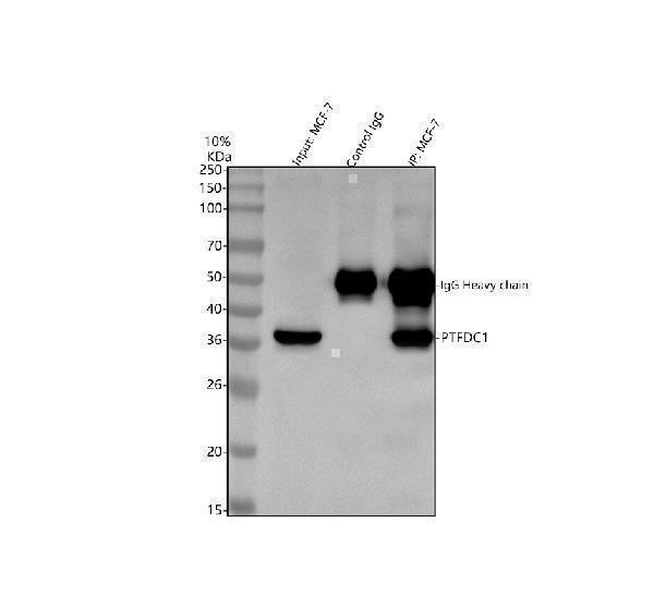a16683 1 rtf2 primary antibodies ip testing 4