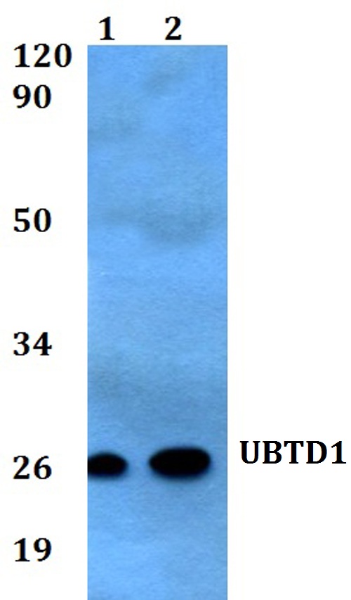 a16697 ubtd1 primary antiboties wb testing 1
