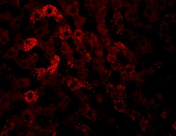 a16698 jmjd7 primary antibodies if testing 3