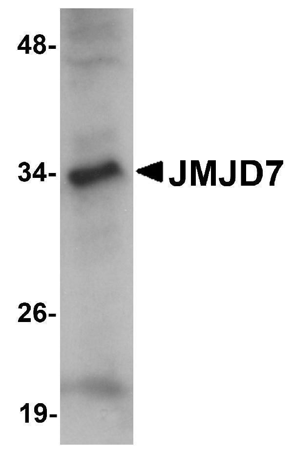a16698 jmjd7 primary antibodies wb testing 1
