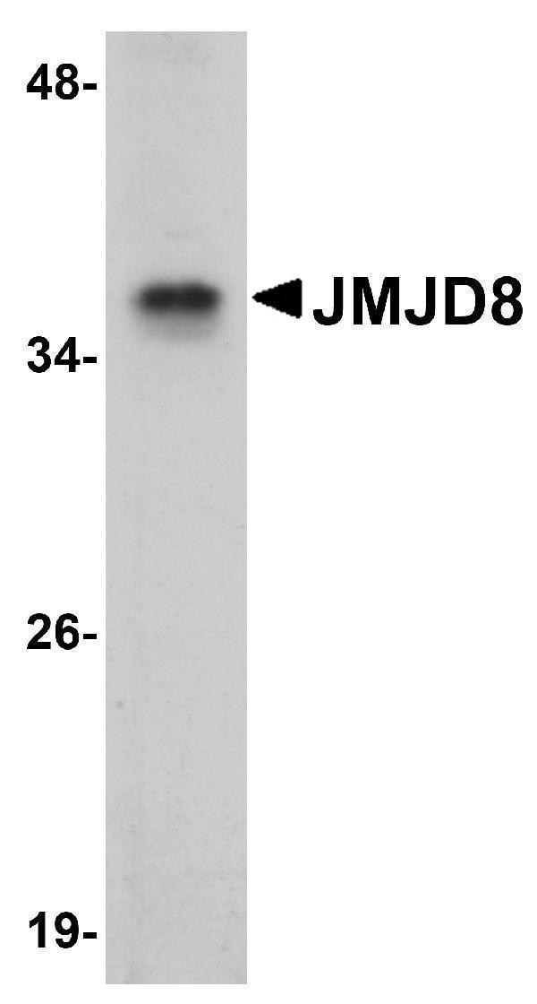 a16718 jmjd8 primary antibodies wb testing 1