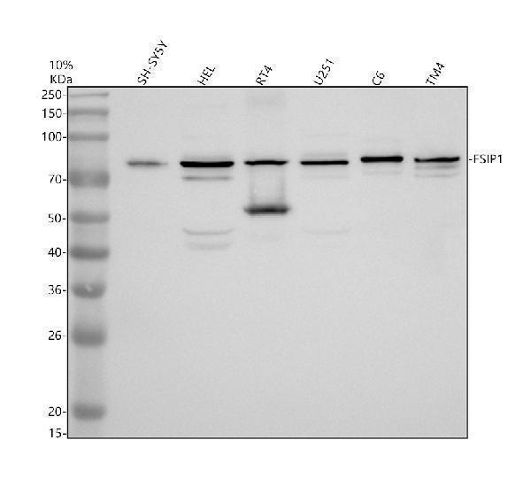 Western blot analysis of FSIP1 using anti-FSIP1 antibody (A16721)