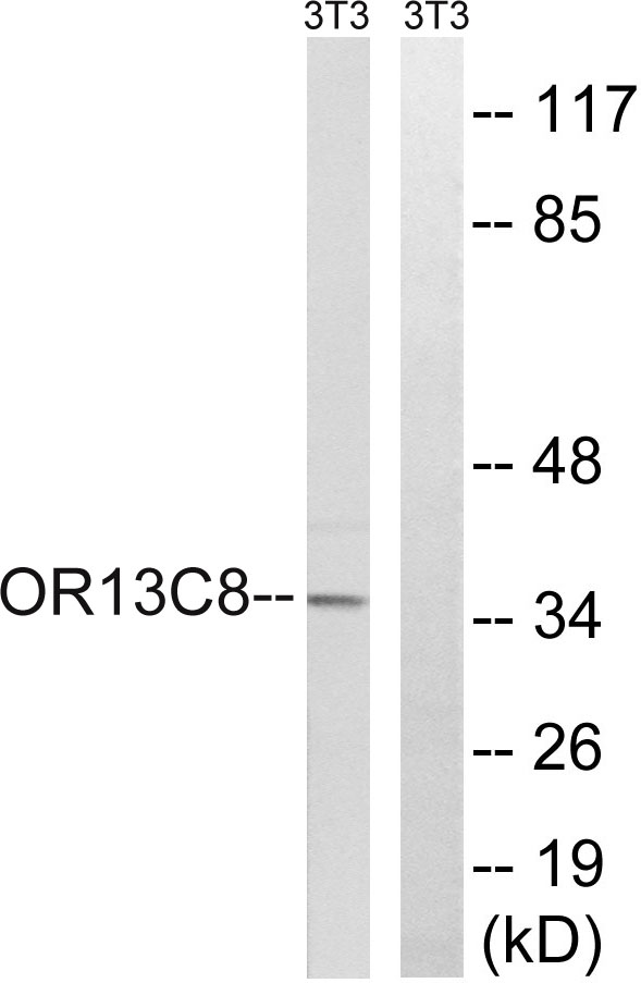 a16723 or13c8 primary antibodies wb testing 1