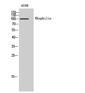 Western Blot analysis of A549 cells using Rhophilin Polyclonal Antibody