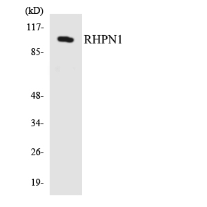 Western blot analysis of the lysates from HepG2 cells using RHPN1 antibody