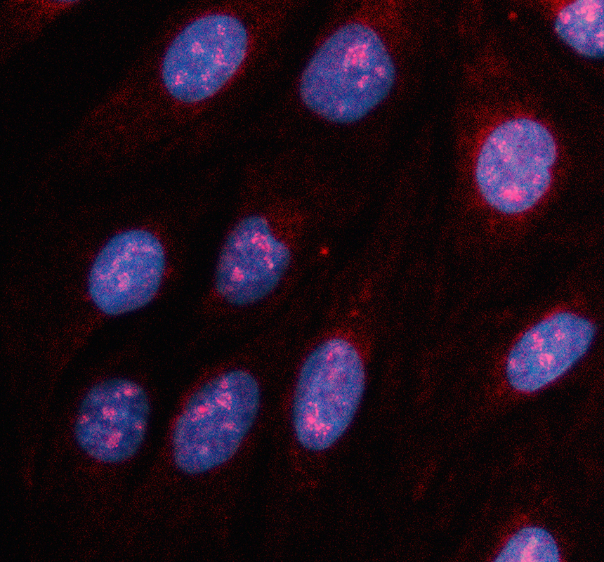 a16769 2 irx6 primary antibodies if testing 1