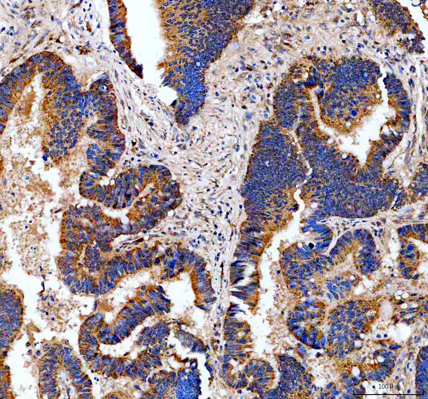 a16769 2 irx6 primary antibodies ihc testing 1