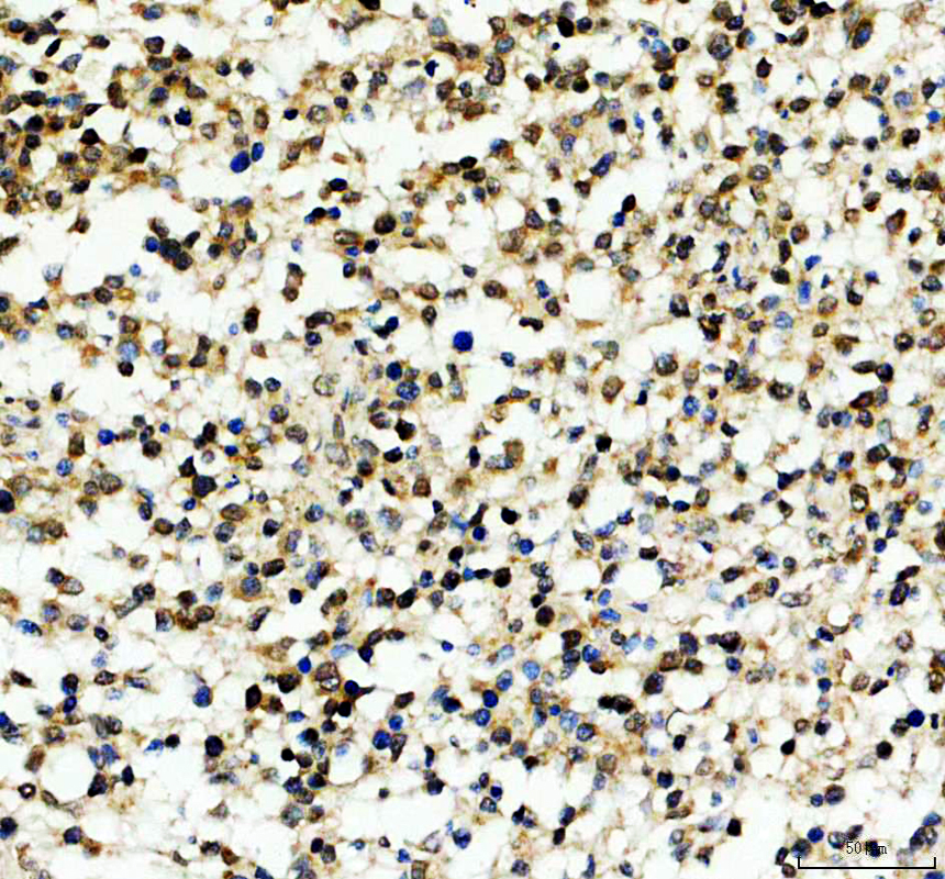 a16769 2 irx6 primary antibodies ihc testing 2
