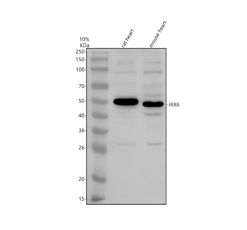 a16769 2 irx6 primary antibodies wb testing 1