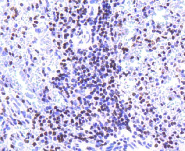 a16777 1 hist1h2ab primary antiboties ihc testing 2