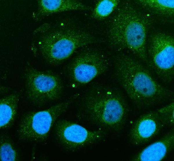 a16792 1 them6 primary antibodies if testing 1