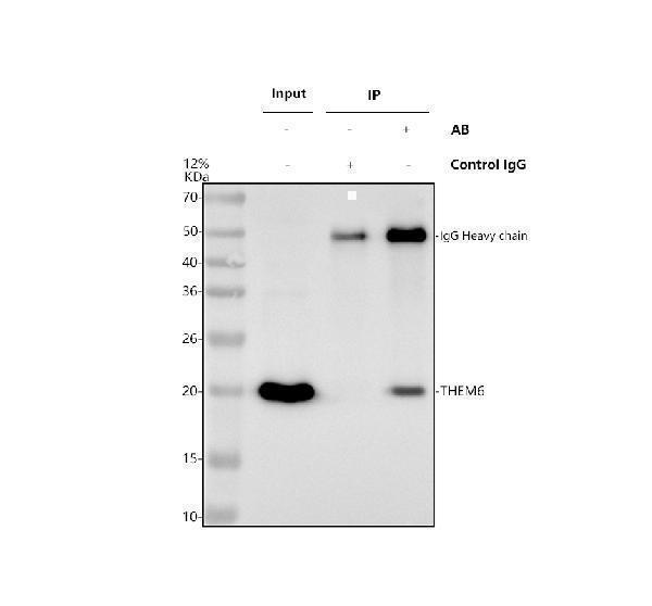 a16792 1 them6 primary antibodies ip testing 1