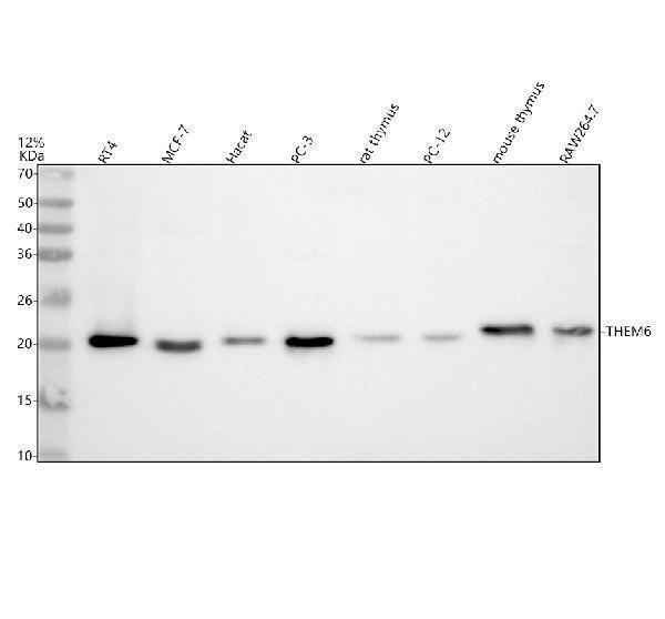 a16792 1 them6 primary antibodies wb testing 1