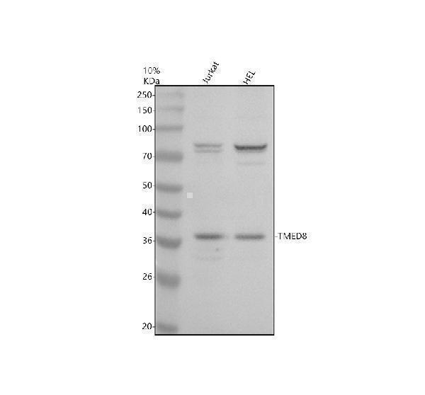a16793 1 tmed8 primary antibodies wb testing 1