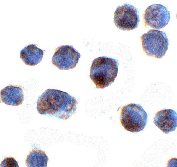 a16809 c18orf42 primary antibodies icc testing 2
